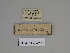  ( - SE MNC Lep 00351)  @11 [ ] Copyright (2010) Unspecified Museum fuer Naturkunde, Chemnitz