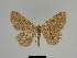  ( - SE MNC Lep 00352)  @11 [ ] Copyright (2010) Unspecified Museum fuer Naturkunde, Chemnitz
