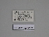  (Gnophos SE01 - SE MNC Lep 00352)  @11 [ ] Copyright (2010) Unspecified Museum fuer Naturkunde, Chemnitz