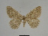  ( - SE MNC Lep 00353)  @11 [ ] Copyright (2010) Unspecified Museum fuer Naturkunde, Chemnitz