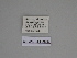  ( - SE MNC Lep 00353)  @11 [ ] Copyright (2010) Unspecified Museum fuer Naturkunde, Chemnitz