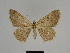  ( - SE MNC Lep 00354)  @11 [ ] Copyright (2010) Unspecified Museum fuer Naturkunde, Chemnitz