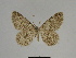  (Gnophos spinicosta - SE MNC Lep 00366)  @14 [ ] Copyright (2010) Unspecified Museum fuer Naturkunde, Chemnitz