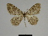  ( - SE MNC Lep 00371)  @13 [ ] Copyright (2010) Unspecified Museum fuer Naturkunde, Chemnitz