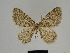  ( - SE MNC Lep 00381)  @13 [ ] Copyright (2010) Unspecified Museum fuer Naturkunde, Chemnitz