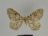  (Gnophos BOLD:AAD1437 - SE MNC Lep 00383)  @13 [ ] Copyright (2010) Unspecified Museum fuer Naturkunde, Chemnitz