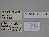  (Gnophos martinkruegeri - SE MNC Lep 00394)  @11 [ ] Copyright (2010) Unspecified Museum fuer Naturkunde, Chemnitz