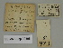  ( - SE MNC Lep 00398)  @11 [ ] Copyright (2010) Unspecified Museum fuer Naturkunde, Chemnitz