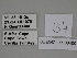  (Gnophos multispinata - SE MNC Lep 00400)  @11 [ ] Copyright (2010) Unspecified Museum fuer Naturkunde, Chemnitz
