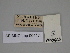  (Gnophos SE09 - SE MNC Lep 00417)  @11 [ ] Copyright (2010) Unspecified Museum fuer Naturkunde, Chemnitz