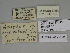  ( - SE MNC Lep 00420)  @11 [ ] Copyright (2010) Unspecified Museum fuer Naturkunde, Chemnitz