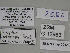  (Gnophos SE11 - SE MNC Lep 00422)  @11 [ ] Copyright (2010) Unspecified Museum fuer Naturkunde, Chemnitz