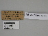  (Gnophos SE12 - SE MNC Lep 00424)  @11 [ ] Copyright (2010) Unspecified Museum fuer Naturkunde, Chemnitz
