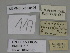  ( - SE MNC Lep 00425)  @11 [ ] Copyright (2010) Unspecified Museum fuer Naturkunde, Chemnitz