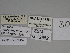  ( - SE MNC Lep 00430)  @11 [ ] Copyright (2010) Unspecified Museum fuer Naturkunde, Chemnitz