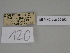  ( - SE MNC Lep 00452)  @11 [ ] Copyright (2010) Unspecified Museum fuer Naturkunde, Chemnitz