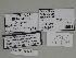  ( - SE MNC Lep 00455)  @11 [ ] Copyright (2010) Unspecified Museum fuer Naturkunde, Chemnitz