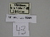  ( - SE MNC Lep 00460)  @11 [ ] Copyright (2010) Unspecified Museum fuer Naturkunde, Chemnitz