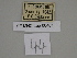  ( - SE MNC Lep 00461)  @11 [ ] Copyright (2010) Unspecified Museum fuer Naturkunde, Chemnitz
