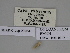  ( - SE MNC Lep 00464)  @11 [ ] Copyright (2010) Unspecified Museum fuer Naturkunde, Chemnitz
