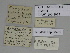  ( - SE MNC Lep 00465)  @11 [ ] Copyright (2010) Unspecified Museum fuer Naturkunde, Chemnitz