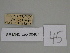  (Gnophos SE15 - SE MNC Lep 00467)  @11 [ ] Copyright (2010) Unspecified Museum fuer Naturkunde, Chemnitz