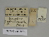  (Gnophos SE17 - SE MNC Lep 00469)  @11 [ ] Copyright (2010) Unspecified Museum fuer Naturkunde, Chemnitz