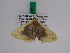  ( - BC ZFMK Lep 00191)  @12 [ ] Copyright (2010) Unspecified Zoologisches Forschungsmuseum Alexander Koenig, Bonn