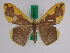  (Plutodes thorbeni - BC ZFMK Lep 00211)  @15 [ ] Copyright (2010) Unspecified Zoologisches Forschungsmuseum Alexander Koenig, Bonn