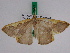  ( - BC ZFMK Lep 00221)  @12 [ ] Copyright (2010) Unspecified Zoologisches Forschungsmuseum Alexander Koenig, Bonn