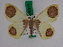  ( - BC ZFMK Lep 00225)  @14 [ ] Copyright (2010) Unspecified Zoologisches Forschungsmuseum Alexander Koenig, Bonn