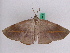  ( - BC ZFMK Lep 00395)  @12 [ ] Copyright (2010) Unspecified Zoologisches Forschungsmuseum Alexander Koenig, Bonn
