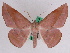  (Sarcinodes yazakii - BC ZFMK Lep 00402)  @15 [ ] Copyright (2010) Unspecified Zoologisches Forschungsmuseum Alexander Koenig, Bonn