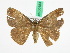  ( - BC ZFMK Lep 00483)  @11 [ ] Copyright (2010) Unspecified Zoologisches Forschungsmuseum Alexander Koenig, Bonn