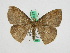  ( - BC ZFMK Lep 00487)  @13 [ ] Copyright (2010) Unspecified Zoologisches Forschungsmuseum Alexander Koenig, Bonn