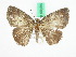  ( - BC ZFMK Lep 00494)  @13 [ ] Copyright (2010) Unspecified Zoologisches Forschungsmuseum Alexander Koenig, Bonn