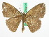  ( - BC ZFMK Lep 00495)  @11 [ ] Copyright (2010) Unspecified Zoologisches Forschungsmuseum Alexander Koenig, Bonn