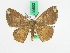  ( - BC ZFMK Lep 00502)  @11 [ ] Copyright (2010) Unspecified Zoologisches Forschungsmuseum Alexander Koenig, Bonn