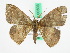  ( - BC ZFMK Lep 00503)  @14 [ ] Copyright (2010) Unspecified Zoologisches Forschungsmuseum Alexander Koenig, Bonn