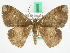  (Astygisa orbapicalis - BC ZFMK Lep 00505)  @15 [ ] Copyright (2010) Unspecified Zoologisches Forschungsmuseum Alexander Koenig, Bonn