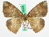  ( - BC ZFMK Lep 00506)  @11 [ ] Copyright (2010) Unspecified Zoologisches Forschungsmuseum Alexander Koenig, Bonn