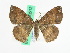  (Astygisa hollowayi - BC ZFMK Lep 00512)  @14 [ ] Copyright (2010) Unspecified Zoologisches Forschungsmuseum Alexander Koenig, Bonn