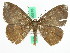  ( - BC ZFMK Lep 00516)  @11 [ ] Copyright (2010) Unspecified Zoologisches Forschungsmuseum Alexander Koenig, Bonn