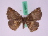  ( - BC ZFMK Lep 00659)  @13 [ ] Copyright (2010) Axel Hausmann/Bavarian State Collection of Zoology (ZSM) SNSB, Zoologische Staatssammlung Muenchen