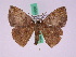  ( - BC ZFMK Lep 00660)  @13 [ ] Copyright (2010) Axel Hausmann/Bavarian State Collection of Zoology (ZSM) SNSB, Zoologische Staatssammlung Muenchen