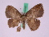  ( - BC ZFMK Lep 00661)  @12 [ ] Copyright (2010) Axel Hausmann/Bavarian State Collection of Zoology (ZSM) SNSB, Zoologische Staatssammlung Muenchen