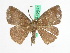  (Astygisa theclaria - BC ZFMK Lep 00662)  @14 [ ] Copyright (2010) Axel Hausmann/Bavarian State Collection of Zoology (ZSM) SNSB, Zoologische Staatssammlung Muenchen
