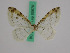  (Pseudostegania - BC ZFMK Lep 00670)  @13 [ ] Copyright (2010) Axel Hausmann/Bavarian State Collection of Zoology (ZSM) SNSB, Zoologische Staatssammlung Muenchen