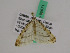  ( - BC ZFMK Lep 00671)  @11 [ ] Copyright (2010) Axel Hausmann/Bavarian State Collection of Zoology (ZSM) SNSB, Zoologische Staatssammlung Muenchen