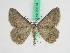  ( - BC ZFMK Lep 00674)  @14 [ ] Copyright (2010) Axel Hausmann/Bavarian State Collection of Zoology (ZSM) SNSB, Zoologische Staatssammlung Muenchen